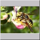 Anthidium manicatum - Grosse Wollbiene w22 10mm.jpg